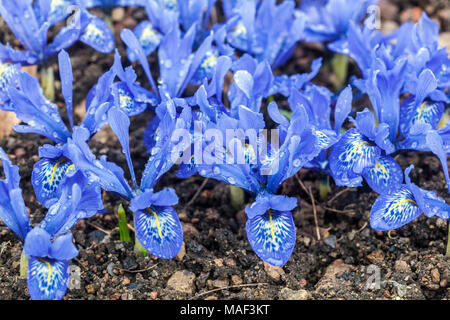 Iris reticulata ' Dame Beatrix Stanley ', iris, iris nain bleu fleurs Banque D'Images