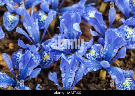 Iris reticulata ' Dame Beatrix Stanley ', iris nain Banque D'Images