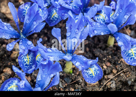 Iris histrioides ' Dame Beatrix Stanley ' Banque D'Images