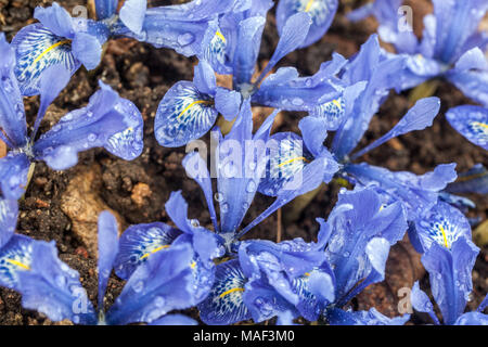 Iris reticulata ' Lady Beatrix Stanley ', iris nain, gouttes de fleurs bleues Banque D'Images