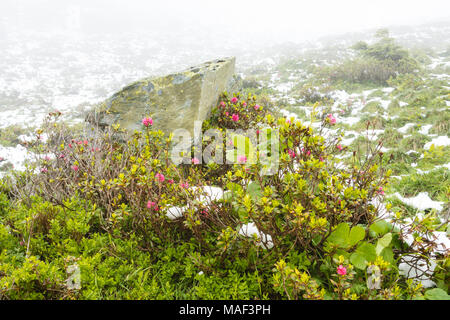 Roses alpines dans la neige au cours de l'été à Galtur, Autriche. Banque D'Images