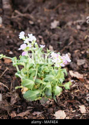 Arabis caucasica dans un jardin Banque D'Images