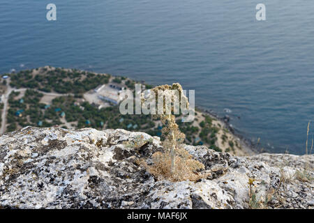 Les petits hommes célibataires de plantes flétries Angelica archangelica est sur le bord de côté raide de Sokol (Hawk) entre la montagne et le Nouveau Monde dans Sudak Crime Banque D'Images