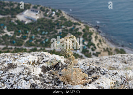 Les petits hommes célibataires de plantes flétries Angelica archangelica est sur le bord de côté raide de Sokol (Hawk) entre la montagne et le Nouveau Monde dans Sudak Crime Banque D'Images