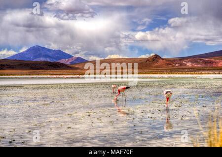 Lagune de l'altiplano en Bolivie, Southamerica Banque D'Images