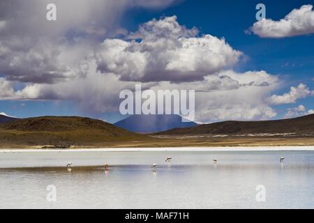 Lagune de l'altiplano en Bolivie, Southamerica Banque D'Images