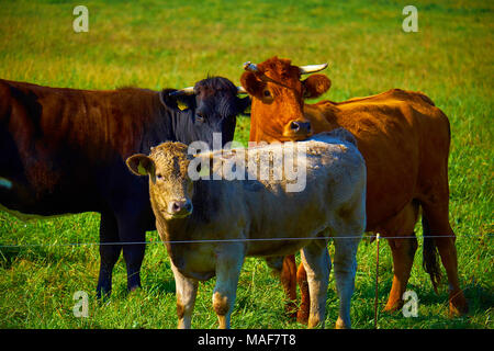 Troupeau de vaches qui paissent sur le pré vert Banque D'Images