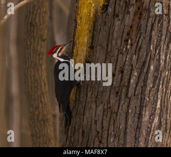 Dans un arbre de travail PIC Banque D'Images