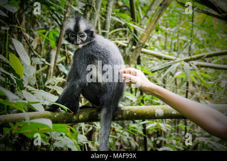 Le langur de Thomas est une espèce de primate de la famille des Cercopithidae. Il est endémique au nord de Sumatra, en Indonésie Banque D'Images