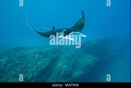 Une raie Manta nage dans l'eau blue Hawaiian claire Banque D'Images