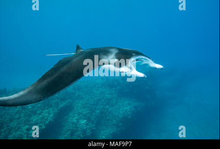 Une raie Manta nage dans l'eau blue Hawaiian claire Banque D'Images