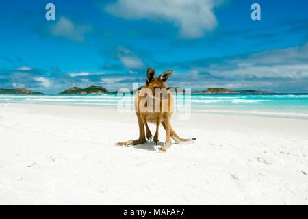 Kangaroo sur Lucky Bay - Cape Le Grand National Park - Australie Banque D'Images