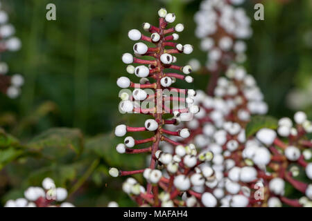 La poupée-yeux, vit trolldruvara (Actaea pachypoda) Banque D'Images