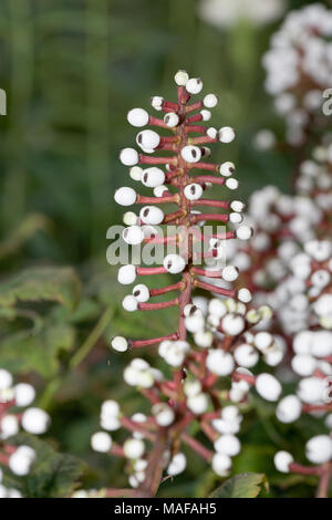 La poupée-yeux, vit trolldruvara (Actaea pachypoda) Banque D'Images