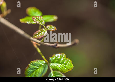 Close up au poison du Pacifique : les feuilles de chêne (Toxicodendron diversilobum) Banque D'Images