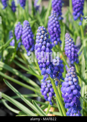 Fleurs violettes dans le jardin au milieu de printemps ensoleillé Banque D'Images