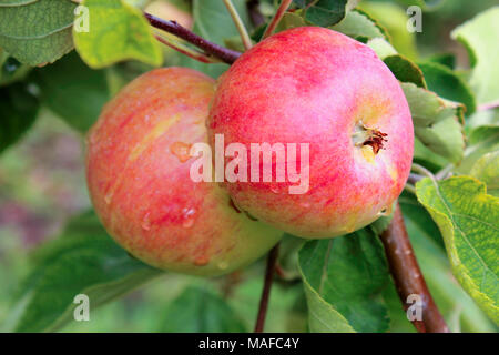 Pommes rouges bien mûrs en gouttes d'eau après la pluie accroché sur une branche Banque D'Images