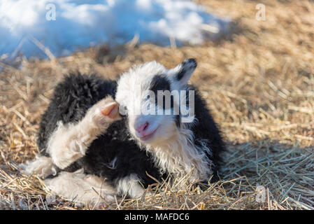 Mignon petit agneau noir et blanc dans le froid de la Suède Banque D'Images