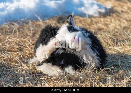 Mignon petit agneau noir et blanc dans le froid de la Suède Banque D'Images