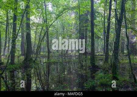 Lever du soleil l'été humide en peuplement feuillu arbre cassé avec le mensonge et l'eau stagnante, la forêt de Bialowieza, Pologne, Europe Banque D'Images