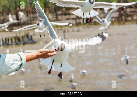 Flying seagull la prise de main à Bang Pu , Thaïlande Banque D'Images