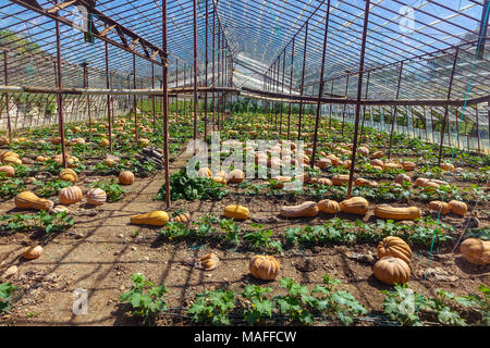 Grand terrain de plus en plus sur les citrouilles mûres dans des maisons de verre, Antalya. La Turquie Banque D'Images