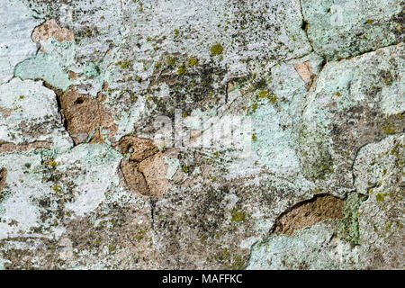 Vieux mur fissuré parfois couverts avec moss Banque D'Images