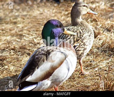 Canard colvert mâle et femelle, Drake bleu avec tête à plumes en premier plan. Femelle brune poule est marcher devant Banque D'Images