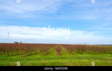 Pêche plantation au début du printemps. Vue panoramique. Banque D'Images