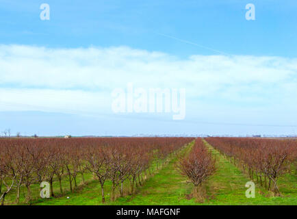 Pêche plantation au début du printemps. Vue panoramique. Banque D'Images