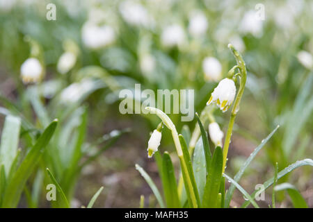 Snowdrop des fleurs au printemps forest close up Banque D'Images