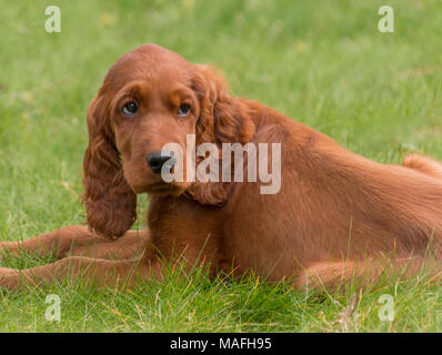 Portrait d'un setter Setter Irlandais rouge / chiot jouant dans un jardin à l'intérieur sur l'herbe Banque D'Images