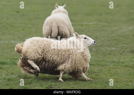 Les moutons sont parqués dans un champ Banque D'Images