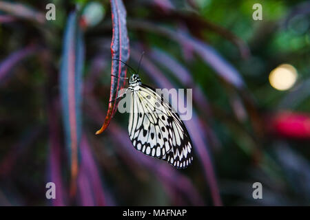 Papillon tacheté blanc et noir sur la faune Banque D'Images