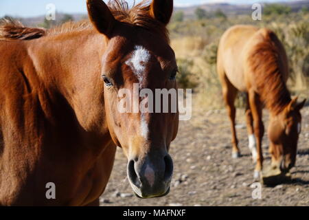 Les chevaux dans l'Idaho Shoshone Banque D'Images