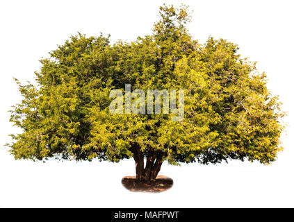 Tamarind Tree isolé sur fond blanc Banque D'Images