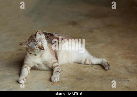 Les yeux bleus Thai cat Banque D'Images