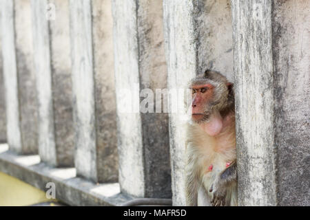 Singe assis sur le mur de ciment Banque D'Images