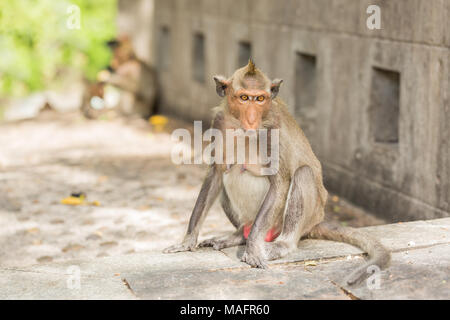 Singe assis sur le mur de ciment Banque D'Images