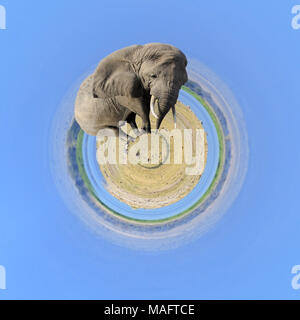 Vue à 360 degré de l'éléphant au parc national du Kenya, Afrique Banque D'Images