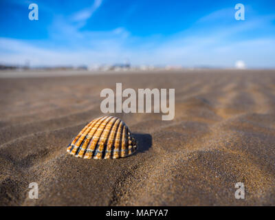 Vue macro d'un shell sur la mer avec plage de sable français ciel bleu Banque D'Images