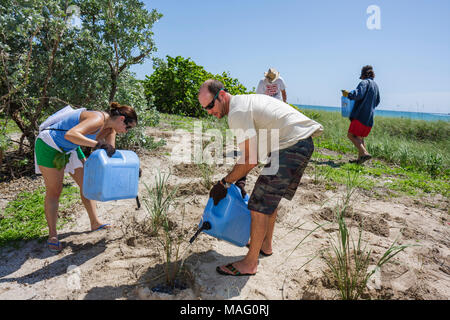 Miami Beach Florida,Beach View Park,Surfrider Foundation,Coastal Dune Restoration,plantation,bénévoles bénévoles bénévoles travailleurs du travail, teamw Banque D'Images