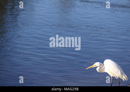 La Grande Aigrette (Ardea alba Modesta) Banque D'Images