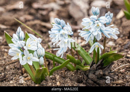 Puschkinia scilloides libanotica Squill rayée russe Snowdrop Spring Garden Plant Rocky Bulbous Plant Blooming Alpine Flowers floraison mars Banque D'Images