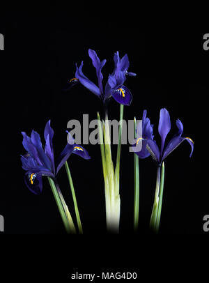 Trois tiges d'un Rreticulata Iris à fleurs bleu sur un fond noir. Banque D'Images