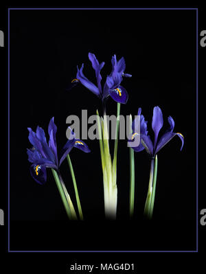 Trois tiges d'un Rreticulata Iris à fleurs bleu sur un fond noir. Banque D'Images