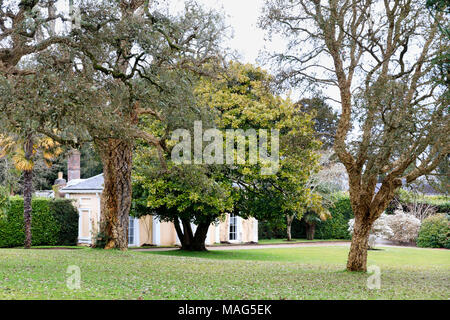 Vieux arbres de chêne-liège, Quercus suber, cadre l'avis de la maison du jardin dans le jardin anglais à Mount Edgcumbe, Cornwall, UK Banque D'Images