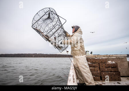 Waterman à jeter une nasse remplie de manhaden appât pour attraper le poisson-chat bleu sur la rivière Potomac, près de Fort Washington, Maryland Banque D'Images