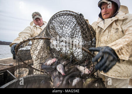 Nasse poisson tonneau