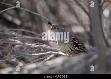 Femme de Gambel Callipepla gambelii, caille (Bosque del Apache), National Wildlife Refuge, Nouveau Mexique, USA. Banque D'Images